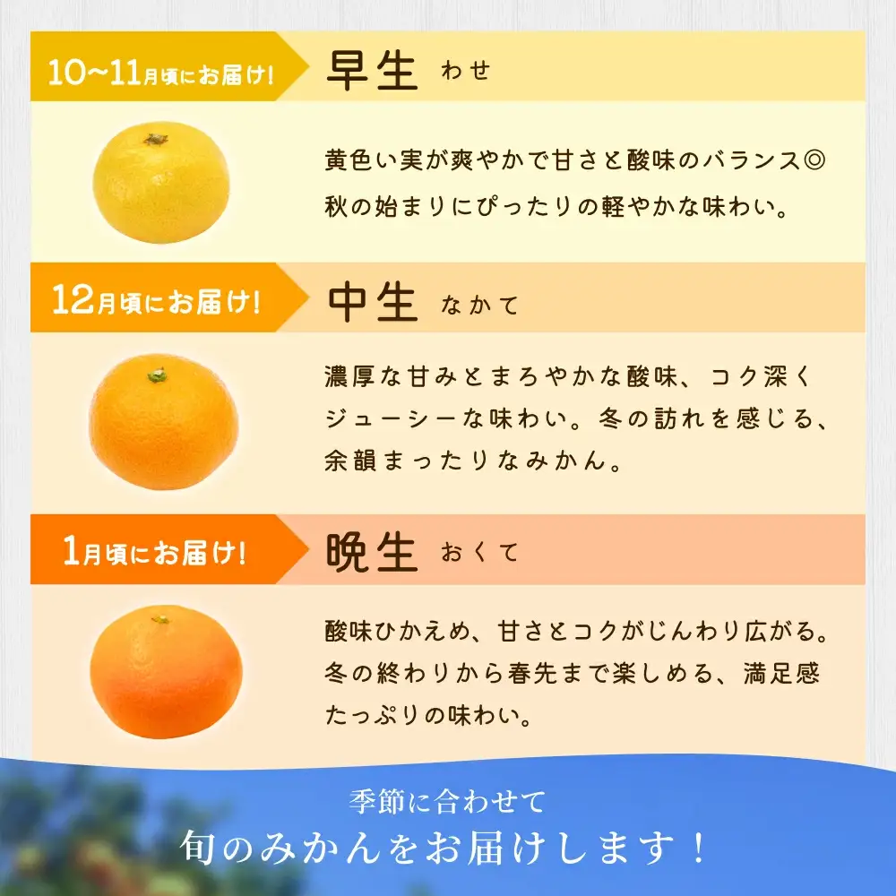 みかん 【家庭用】 森本農園 約1.5kg  【2026年10月中旬～2027年2月中旬ごろに順次発送】【BV90006-mrmt006】