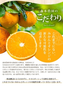みかん【訳あり】 清見オレンジ 約2kg 【北海道・沖縄・離島配送不可】【BV90023-mrmt023A】