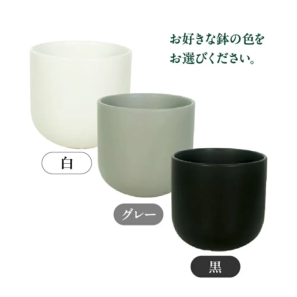 ハイドロカルチャー パキラ モノトーン ホワイト 130 陶器鉢 水位計つきセット 陶器鉢 土無し インテリア 緑 グリーン 植物 簡単 初心者 かわいい 自然 おしゃれ 送料無料 Green Walk グリーンウォーク 愛知県 豊橋市