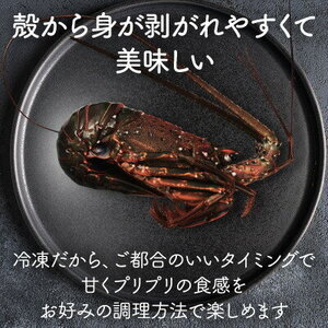【 先行予約 2026年度発送】 冷凍伊勢海老 10尾 約2kg 刺身用