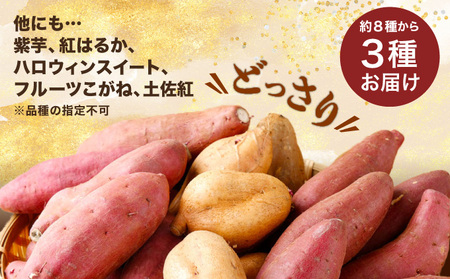 【先行予約】さつまいも食べ比べセット ３種類 合計3kg 詰め合わせ (金時さつまいも・紅はるか・シルクスイート・紫芋・フルーツこがね・ハロウィンスイート・土佐紅・みついも・紅まさり) サツマイモ さつま芋 焼き芋 やきいも 6000円 野菜