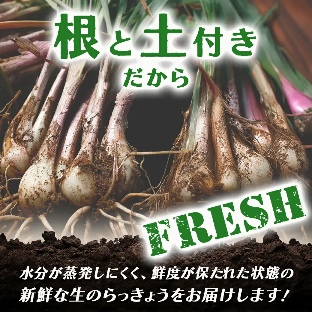 【先行受付!】根付き土付き生らっきょう5kg≪2027年5月中旬以降順次お届け≫〔13-L7-001-5kg〕