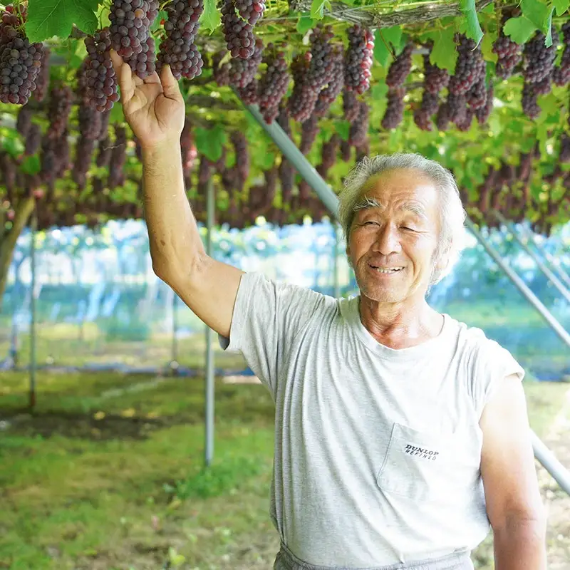【令和8年産先行予約】 シャインマスカット・ピオーネ (各1房ずつ) 約1kg　佐藤農園