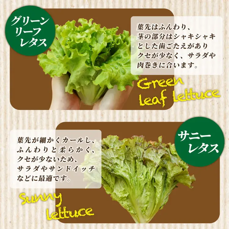 旬の葉物野菜おまかせセット 小島農園 野菜
