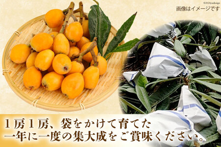 BI209 【令和9年度出荷分】赤秀 長崎 びわ 500g 温室ハウス栽培 長崎早生