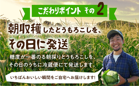 《先行予約》濃厚 極甘とうもろこし ＆ コーンスープ セット とうもろこし