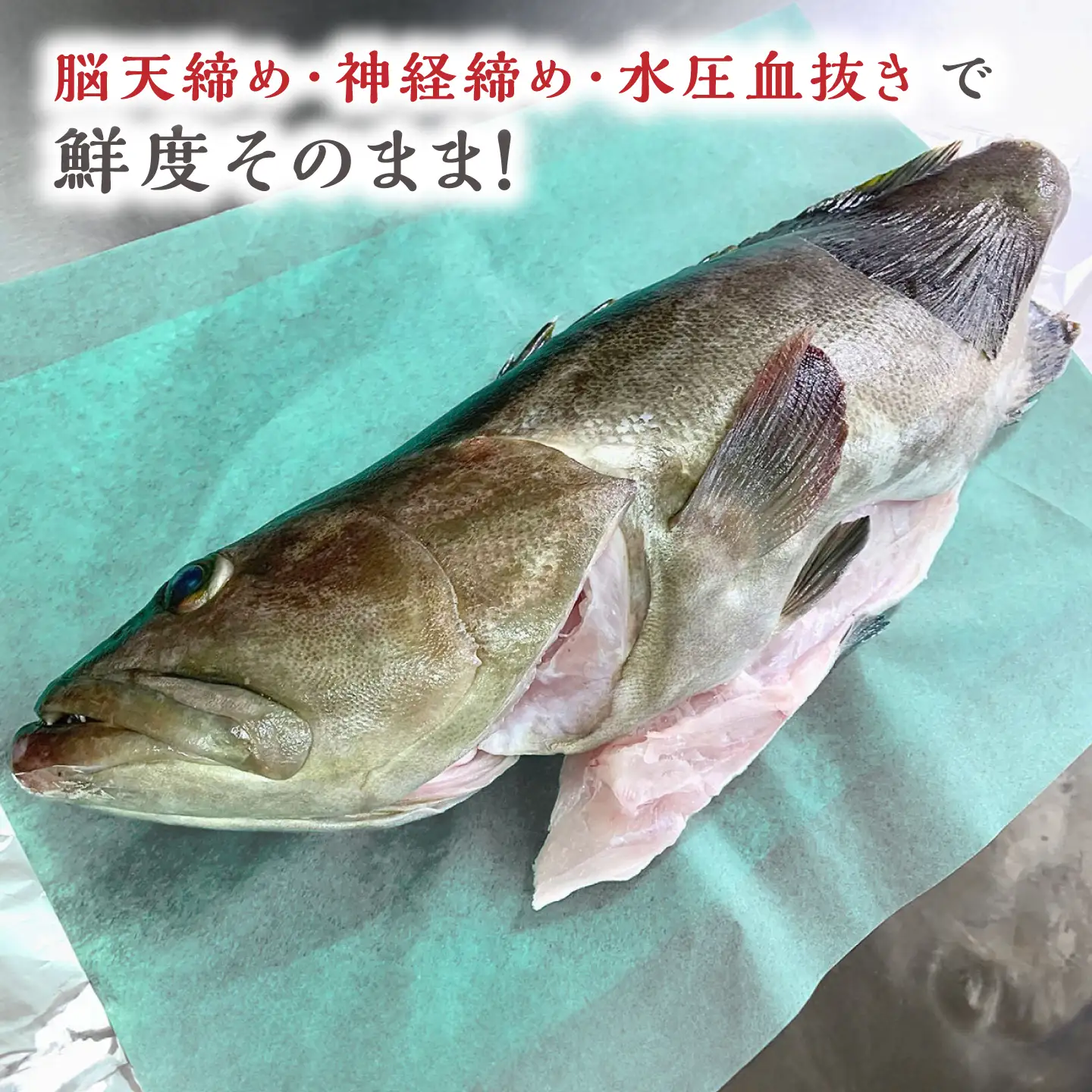 【1週間以内発送】対馬産クエ 丸ごと1匹 2.3kg以上！[WCN005]直送 新鮮 マルモン 鍋 くえ アラ  スピード発送 最速発送 最短発送