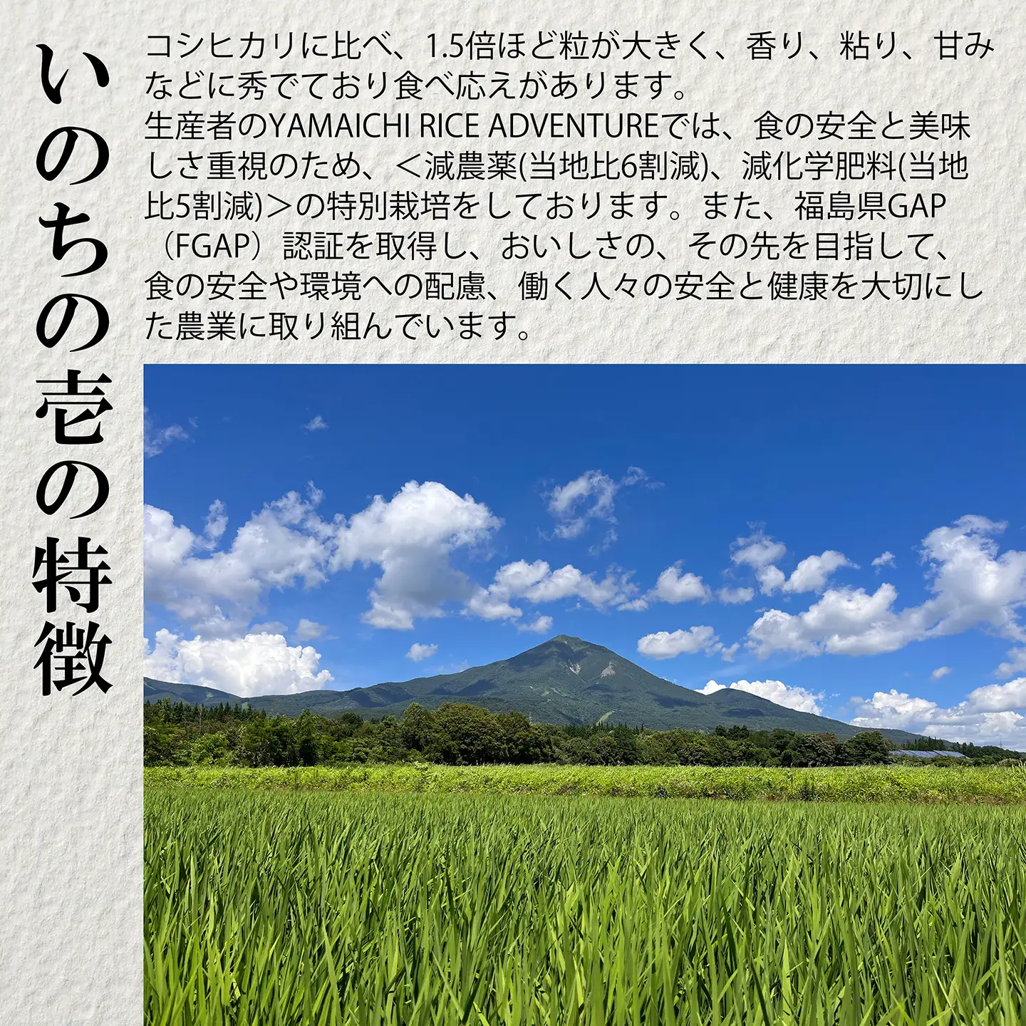 【令和8年産・新米】幻の米 いのちの壱 特別栽培米　5kg【減農薬・減化学肥料】