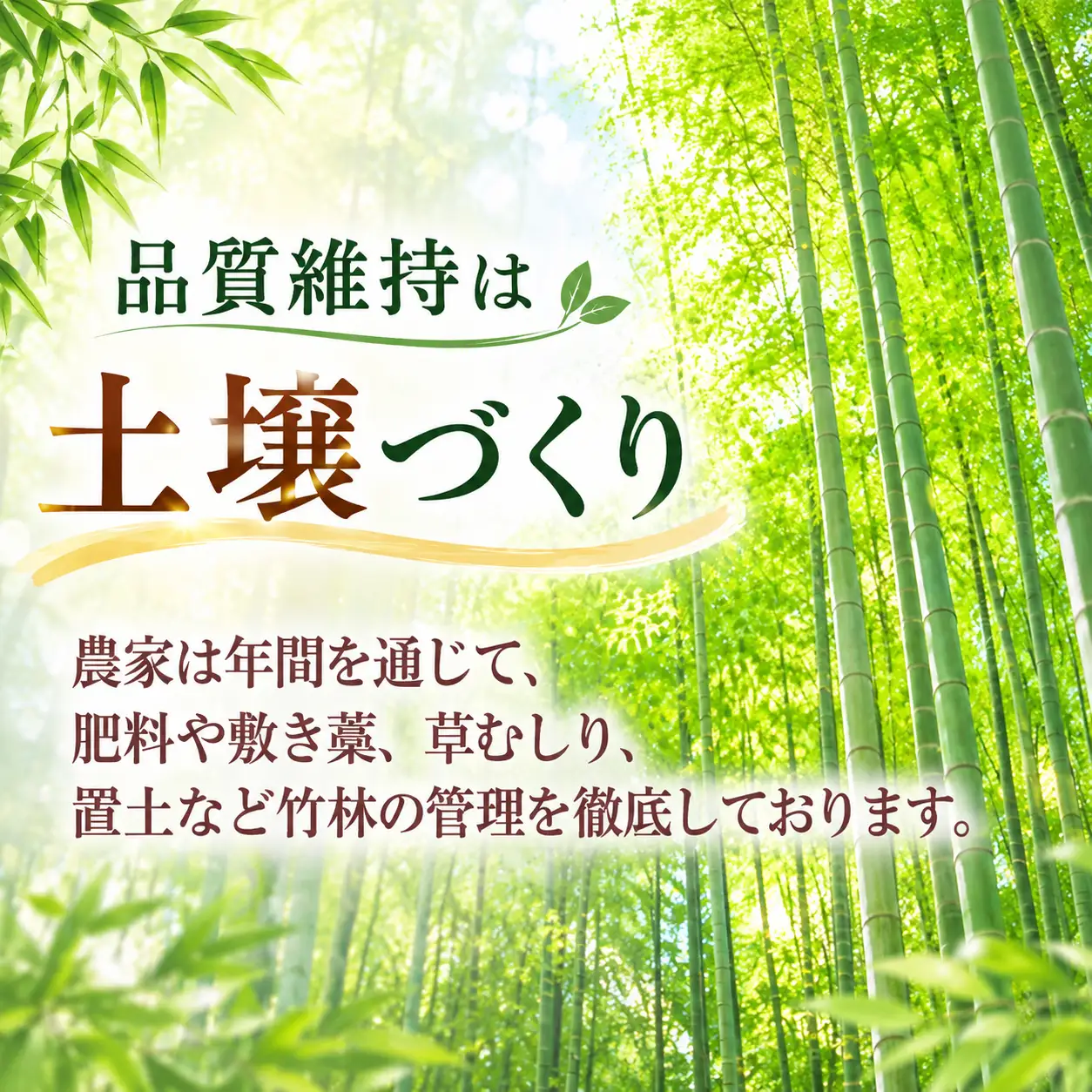 京都山城産 朝掘りたけのこ 約 2kg (4月発送) たけのこ 