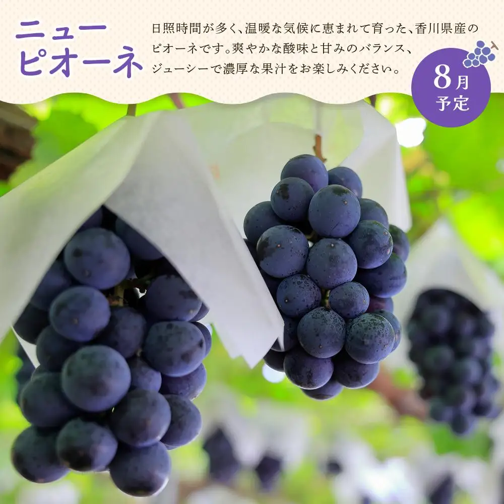 【定期便全3回】夏のいいとこどり定期便（7・8・9月） | フルーツ