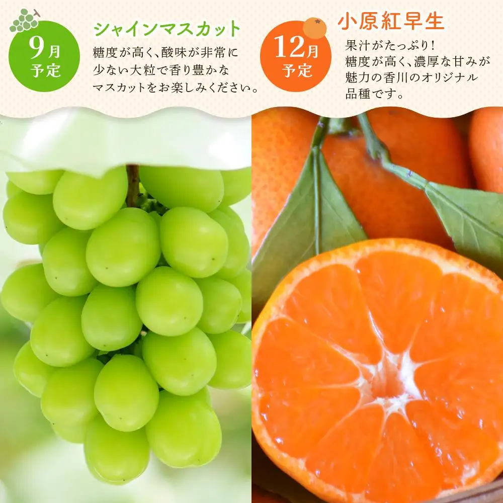 【定期便全6回】高松市のいいとこどり定期便（7・8・9・12・1・2月） | フルーツ