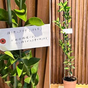 数量限定！徳島県産 種なしすだち苗木（2年生以上）
