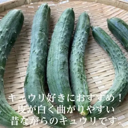 有機キュウリ　接ぎ木ではない昔ながらの自根(じこん)キュウリ　夏季限定(6、7、8月)【配送不可地域：離島・北海道・沖縄県・四国・九州】【1568577】