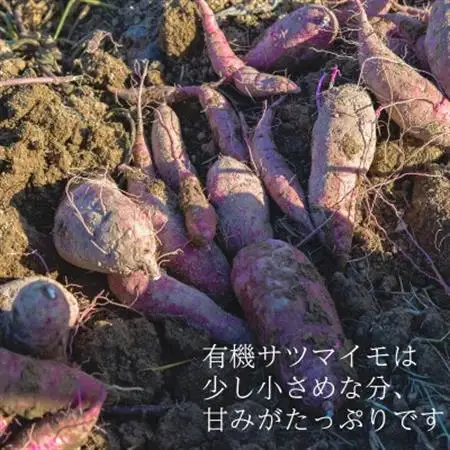有機サツマイモ　有機JAS認証　オーガニック　期間限定(12、1、2月)【配送不可地域：離島・北海道・沖縄県】【1568579】