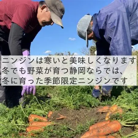 【フードロス対応・規格外】有機ニンジン  訳あり   冬季限定(12～3月発送)【配送不可地域：離島・北海道・沖縄県】【1568583】
