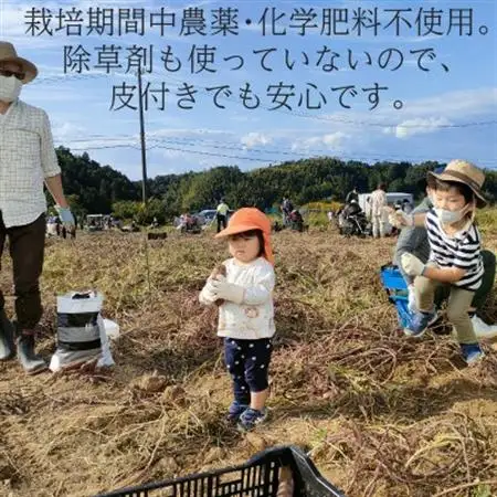【フードロス対応・規格外】有機サツマイモ　訳あり　有機JAS　期間限定(12～3月発送)【配送不可地域：離島・北海道・沖縄県】【1568590】