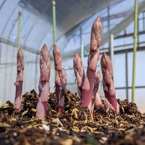 【朝採新鮮】紫アスパラガス1.0kg（Lサイズ以上）【2027年2月～4月末発送】 CC04