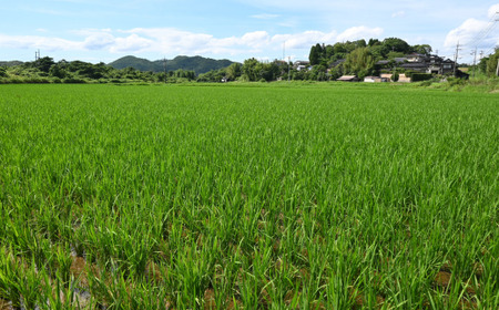 【先行予約／令和8年産新米】 ひとめぼれ 5Kg ［玄米］ 玄米