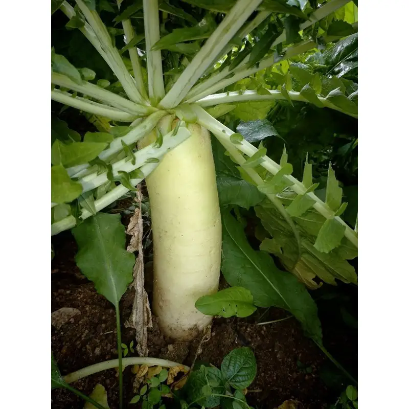 【野菜】京都 冬鍋野菜セット 4種
