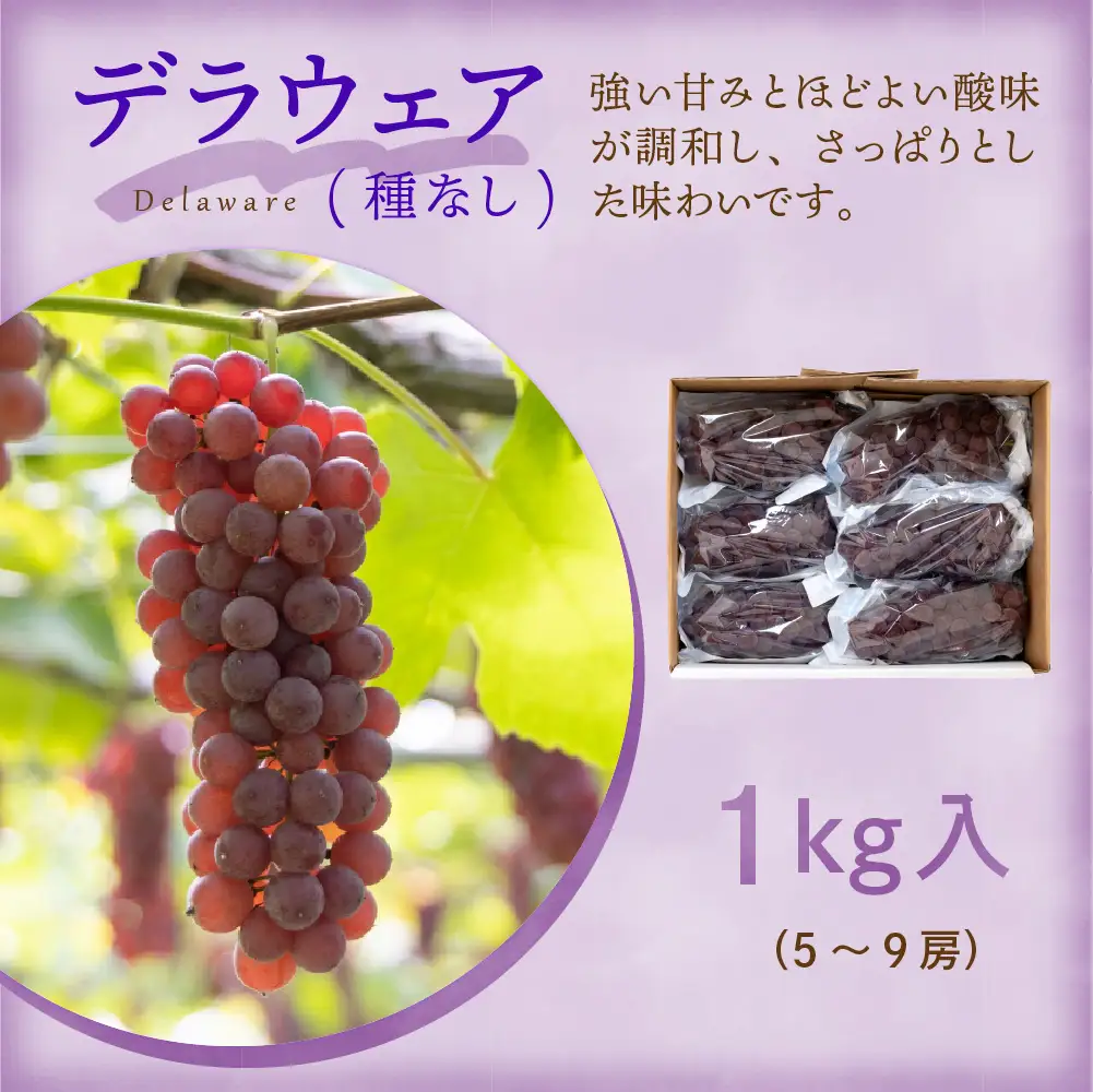 【先行予約】定期便 令和9年産 旬のフルーツ 4回 定期便 山形 果物