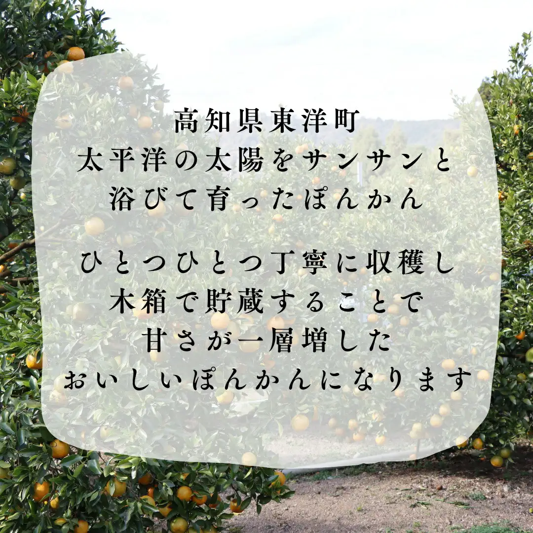 徳村の秀品ぽんかん 2Lサイズ＜10kg＞
