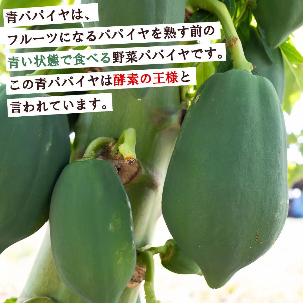【野菜ソムリエが育てたパパイヤ】パパイヤ ２玉【青パパイヤ パパイヤ パパイヤ パパイヤ】 mj-0017