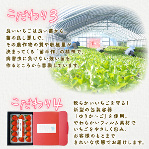 【2027年1月中旬発送開始】 いちご 越後姫 １パック  フルーツ 苺 いちご くだもの 果物 イチゴ shibatafarm001_01