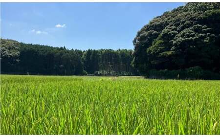 【令和6年産】福岡県ブランド米「元気つくし」10kg 米 お米 白米 精米 岡垣町 【2025年1月下旬より発送開始】