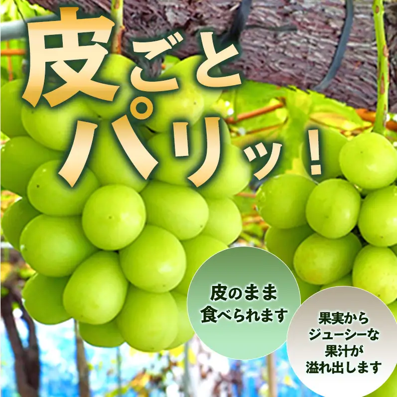 シャインマスカット 約2kg 3～4房 シャインマスカット