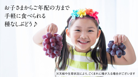 《 2026年 収穫分 》 種なし ぶどう 食べ比べ 2kg 3房 ～ 6房 (桜川市・石岡市共通返礼品) 先行予約 石田ぶどう園 国産 茨城県 桜川市 ぶどう ブドウ 葡萄 果物 くだもの フルーツ 旬 人気 採れたて 新鮮 産地直送 贈答 ギフト セット 詰合せ 詰め合わせ [FB011sa]