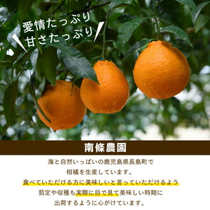 【先行予約】紅 不知火 (3L・2L) 約3kg しらぬい みかん ミカン 蜜柑 柑橘 果物 くだもの フルーツ 【南條農園】nannjyo-7260
