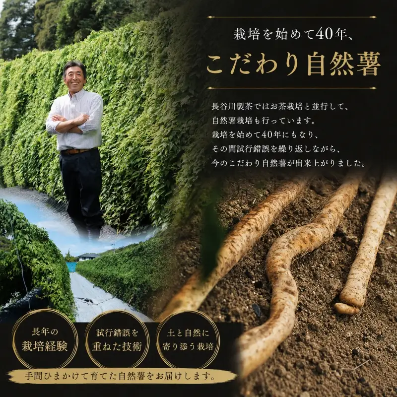 【期間限定発送】自然薯 牧之原 特産 個性あり自然薯 1㎏ とろろ 