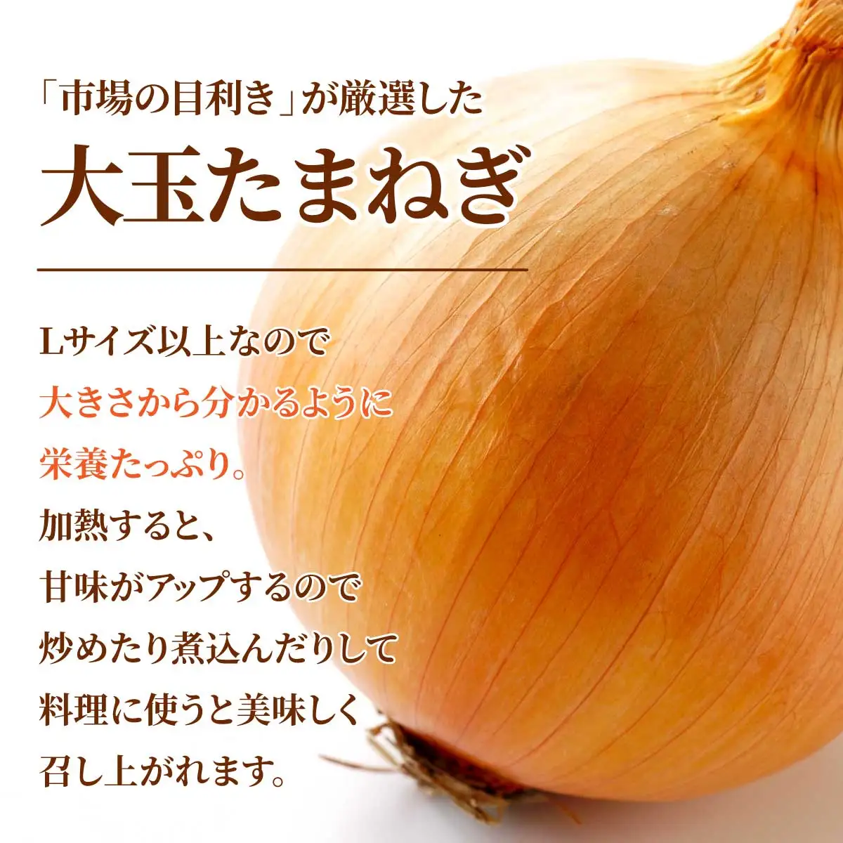 北海道岩見沢産たまねぎ 10kg (市場の目利き・岩力ブランド)【a142-006】