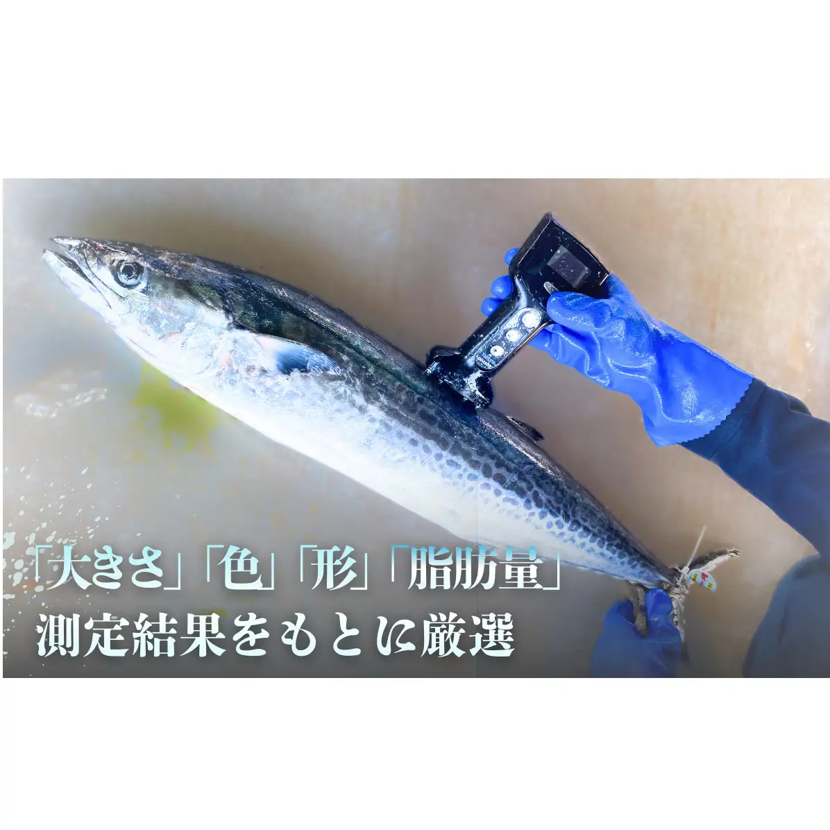 サワラ 一本釣 特選船上活〆 サワラ