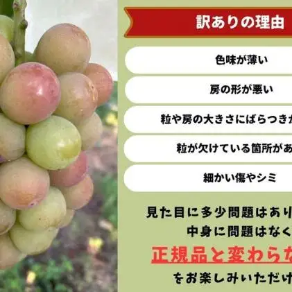 訳ありぶどう 悟紅玉 旧ゴルビー 2～3房 合計1.2kg以上  岡山県産 ぶどう