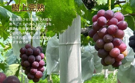 訳あり ニューピオーネ 2～3房 合計1.4kg以上 産地直送 朝採れ ぶどう 葡萄 岡山 Kawahara Green Farm 岡山県産 2026年 