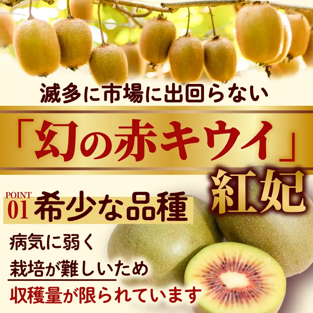 【先行予約】【2026年12月上旬～発送】赤キウイ「紅妃」特大サイズ1.7kg BKCD001 キウイ
