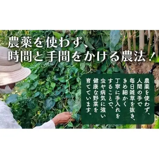 ＜先行予約＞沖縄の健康長寿の秘訣「琉球百薬（おかわかめ）」10袋と旬の野菜詰め合わせ　OI-24