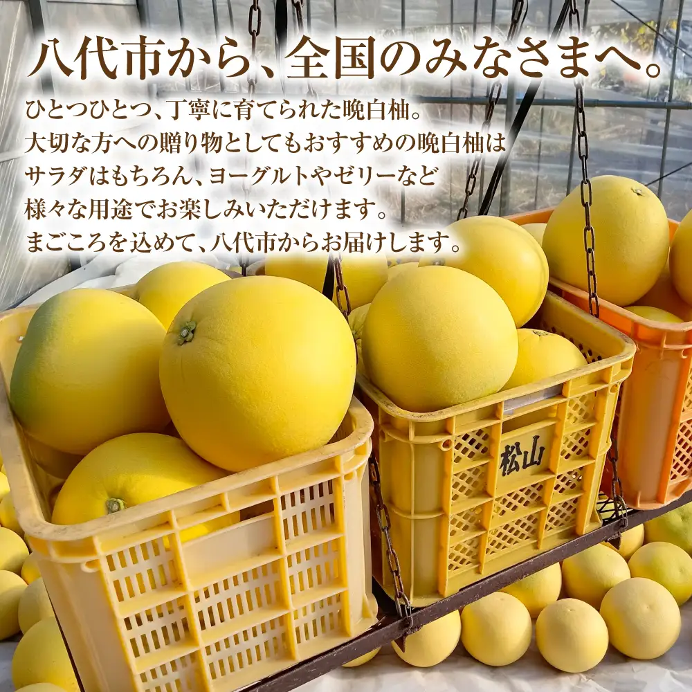 柑橘 【先行予約】ハウス晩白柚 秀品Lサイズ 2玉入り【2026年12月中旬より順次発送】 柑橘