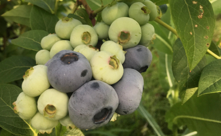 北海道 仁木町産 冷凍ブルーベリー1kg 栽培期間中 除草剤・化学農薬・化学肥料不使用【日付指定不可】果物 くだもの フルーツ 冷凍 イオリファーム [iori farm]