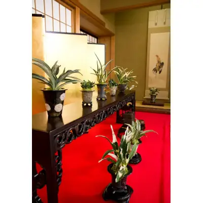 体験 観葉植物 おもと講座と植え替え体験 徳川家康公の運気を上げた縁起物 万年青付き
