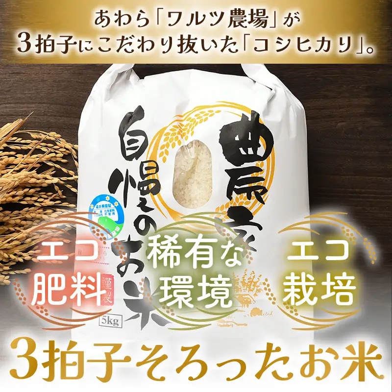 【先行予約】【令和8年産 新米】ワルツ農場の直播き コシヒカリ クリーン精米（無洗米） 5kg / お米 ご飯 白米 発送直前 精米 つや 艶 甘味 旨み あわら市産 福井県産 慣行栽培 コメ 北陸 福井県 あわら市 ※2026年10月下旬以降発送予定 [aw046-a007]