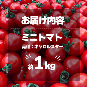 ミニトマト 約1kg 国産 トマト キャロルスター 野菜 国産 サラダ パスタ 三重県 伊勢 志摩 5000円 5千円 五千円