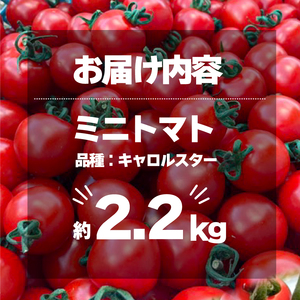 ミニトマト 約2.2kg トマト 野菜 国産 キャロルスター サラダ パスタ 三重県 伊勢 志摩 10000円 1万円 一万円