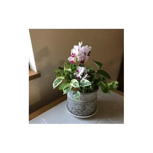 Kanonの「ギャザリング」胡蝶蘭&Greenの寄せ植え / 植物 胡蝶蘭 観葉植物 ギャザリング 送料無料