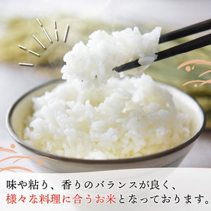 お米 ヒノヒカリ 10kg 令和6年産 京都 お米