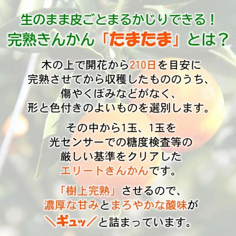 【先行予約】糖度18度以上　宮崎金柑の最高級ブランド『完熟きんかんたまたまエクセレント』1kg　2026年発送＜2-7a＞