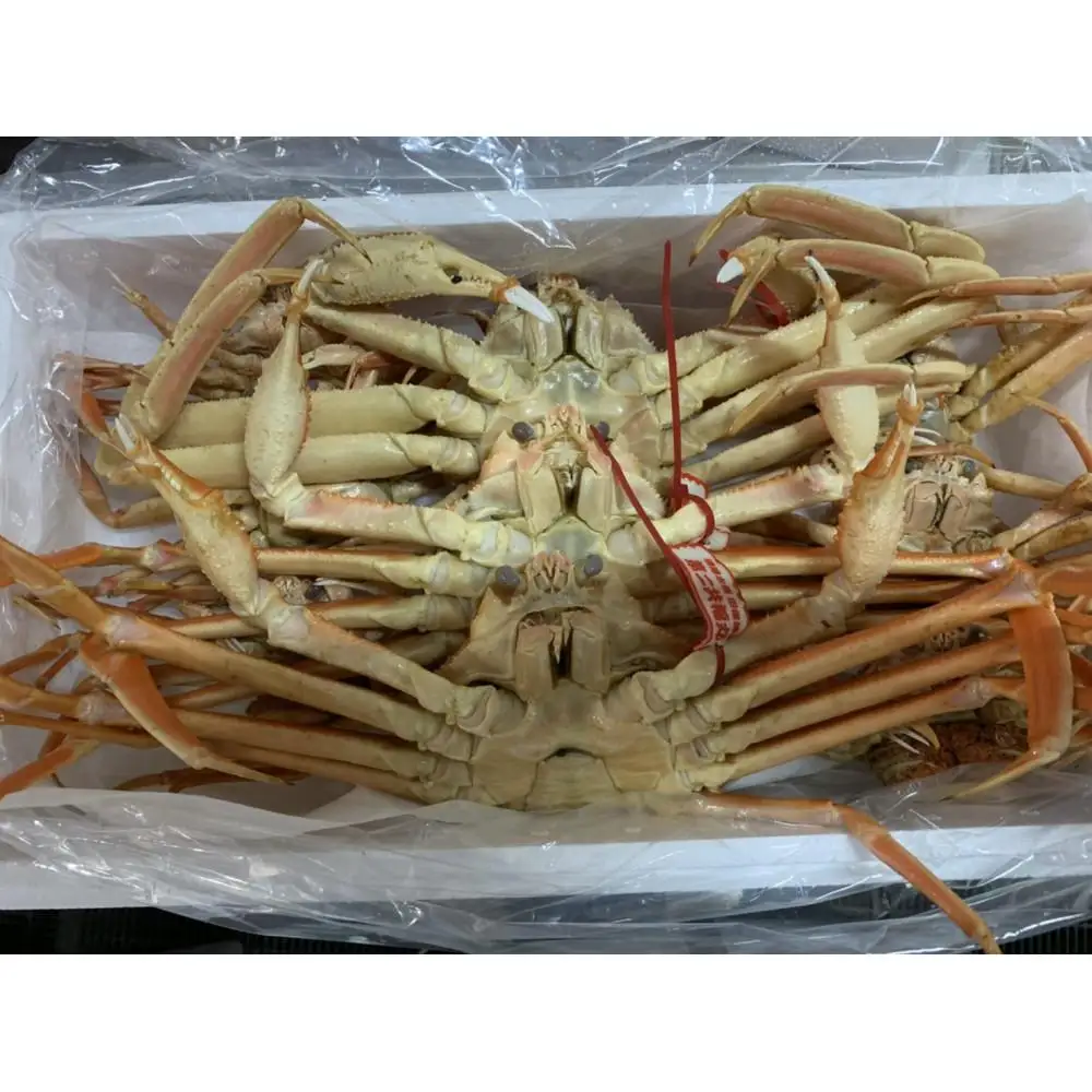 【魚倉】松葉がに ボイル おまかせセット ３kg訳あり