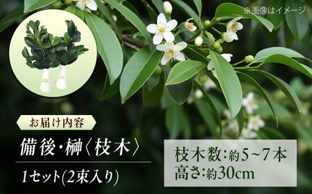 植物 備後・榊（サカキ）切り枝 １束サイズ1セット（2束入り） 広島県福山市/小林商事 本榊 さかき 国産 神棚 枝木 [BAEA010]