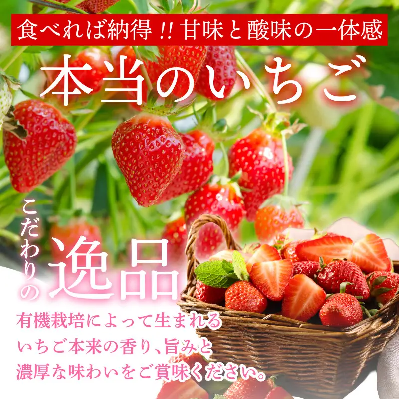 オーガニック いちご 大粒 約12～15粒 《1月末から5月発送》 有機JAS認証 ORGANIC 甘い 苺 果物 フルーツ 産地直送 新鮮 ストロベリー ジャム スムージー 期間限定 徳島